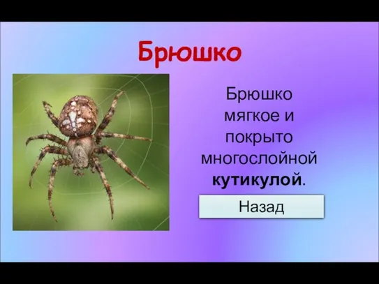 Брюшко Назад Брюшко мягкое и покрыто многослойной кутикулой.