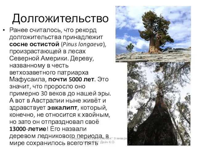 Долгожительство Ранее считалось, что рекорд долгожительства принадлежит сосне остистой (Pinus longaeva),