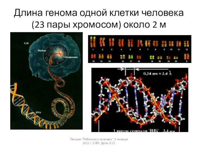 Длина генома одной клетки человека (23 пары хромосом) около 2 м
