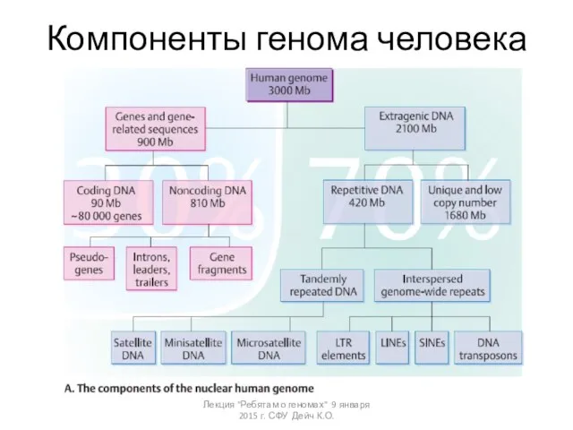 Компоненты генома человека Лекция "Ребятам о геномах" 9 января 2015 г. СФУ Дейч К.О.