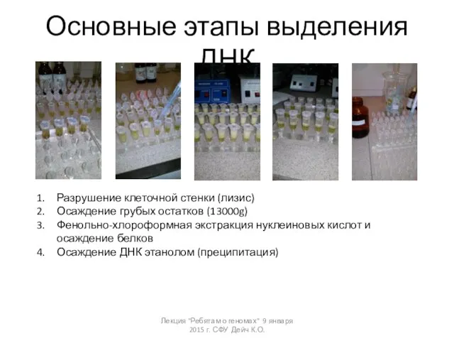 Основные этапы выделения ДНК Разрушение клеточной стенки (лизис) Осаждение грубых остатков