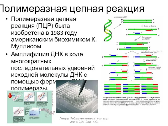 Полимеразная цепная реакция Полимеразная цепная реакция (ПЦР) была изобретена в 1983