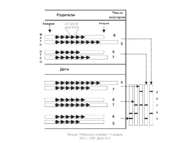 Лекция "Ребятам о геномах" 9 января 2015 г. СФУ Дейч К.О.