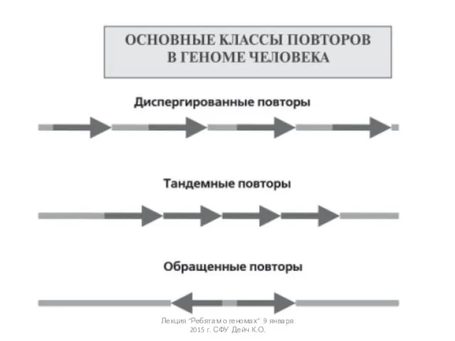 Лекция "Ребятам о геномах" 9 января 2015 г. СФУ Дейч К.О.