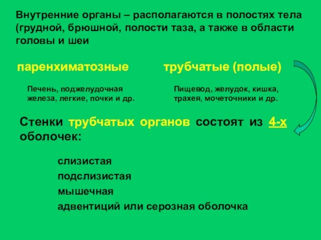 подслизистая Внутренние органы – располагаются в полостях тела (грудной, брюшной, полости