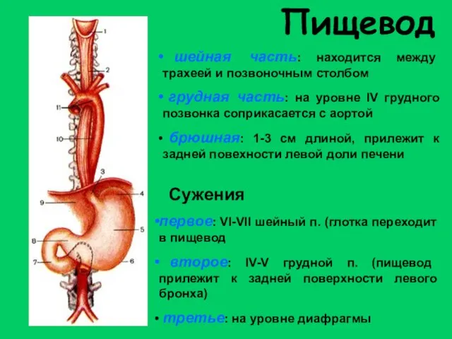 Пищевод шейная часть: находится между трахеей и позвоночным столбом грудная часть: