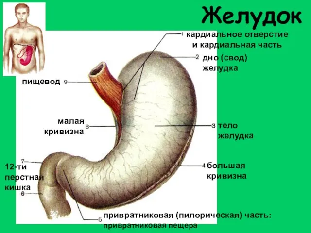 Желудок пищевод кардиальное отверстие и кардиальная часть дно (свод) желудка тело