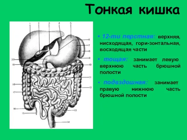 Тонкая кишка 12-ти перстная: верхняя, нисходящая, гори-зонтальная, восходящая части тощая: занимает