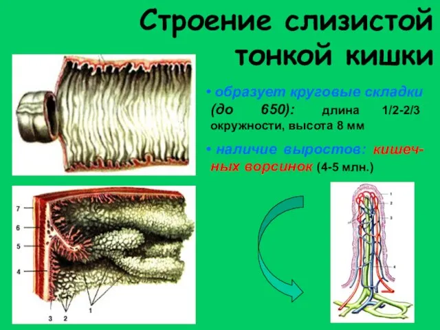 Строение слизистой тонкой кишки образует круговые складки (до 650): длина 1/2-2/3