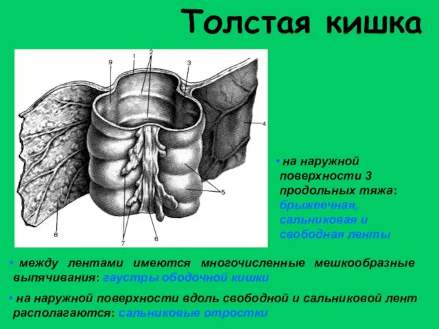 Толстая кишка между лентами имеются многочисленные мешкообразные выпячивания: гаустры ободочной кишки