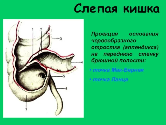 Слепая кишка Проекция основания червеобразного отростка (аппендикса) на переднюю стенку брюшной полости: точка Мак-Бернея точка Ланца