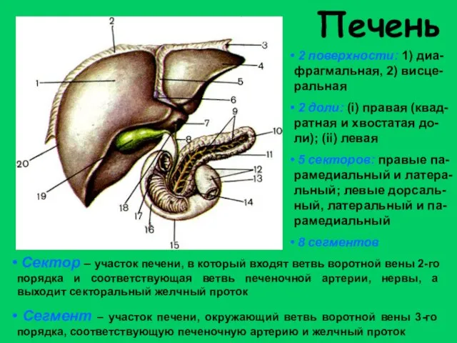 Печень 2 поверхности: 1) диа-фрагмальная, 2) висце-ральная 2 доли: (i) правая