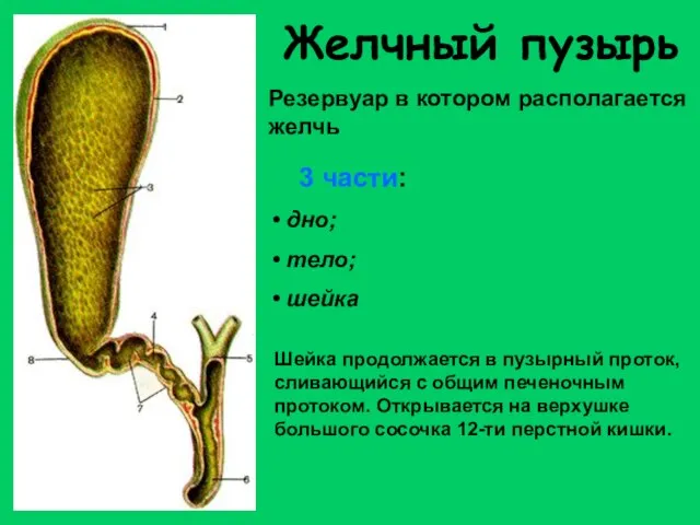 Желчный пузырь 3 части: дно; тело; шейка Шейка продолжается в пузырный