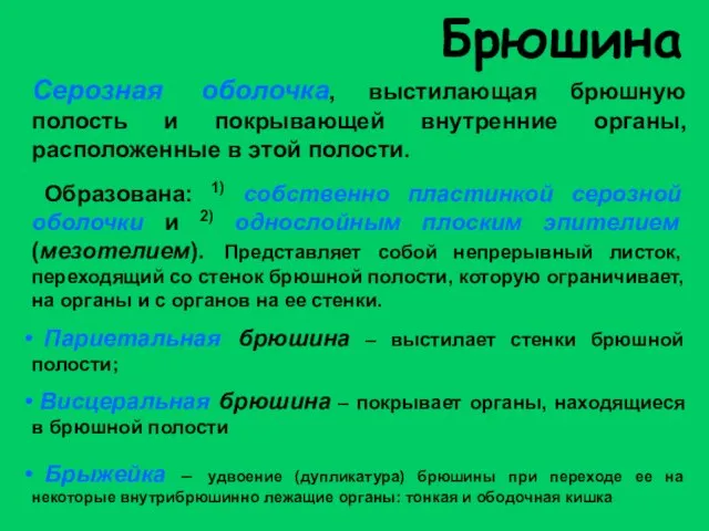 Брюшина Серозная оболочка, выстилающая брюшную полость и покрывающей внутренние органы, расположенные