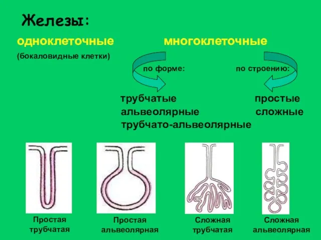 Железы: одноклеточные многоклеточные (бокаловидные клетки) трубчато-альвеолярные трубчатые альвеолярные по форме: по