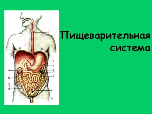 Пищеварительная система