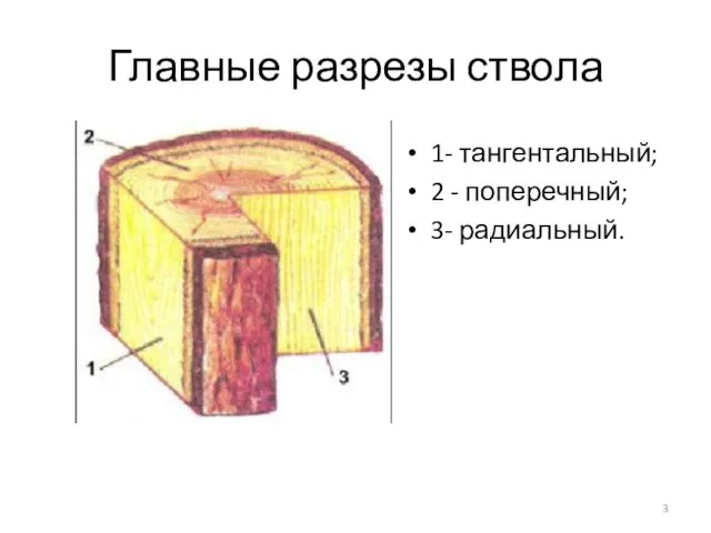 Главные разрезы ствола 1- тангентальный; 2 - поперечный; 3- радиальный.