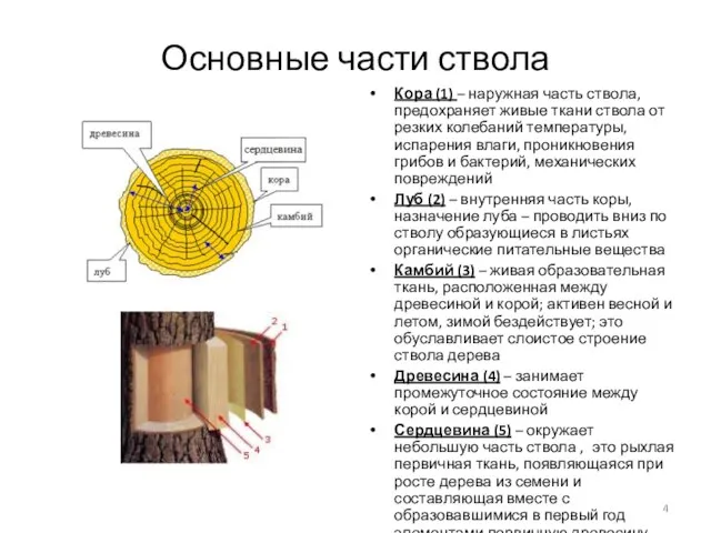 Основные части ствола Кора (1) – наружная часть ствола, предохраняет живые