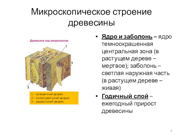 Микроскопическое строение древесины Ядро и заболонь – ядро темноокрашенная центральная зона