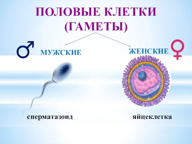 ПОЛОВЫЕ КЛЕТКИ (ГАМЕТЫ) ЖЕНСКИЕ МУЖСКИЕ сперматазоид яйцеклетка