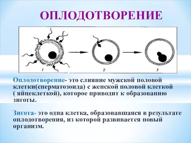 Оплодотворение- это слияние мужской половой клетки(сперматозоида) с женской половой клеткой (