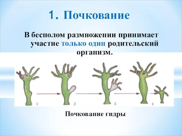 1. Почкование В бесполом размножении принимает участие только один родительский организм. Почкование гидры