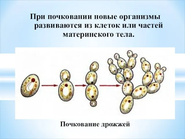 Почкование дрожжей При почковании новые организмы развиваются из клеток или частей материнского тела.