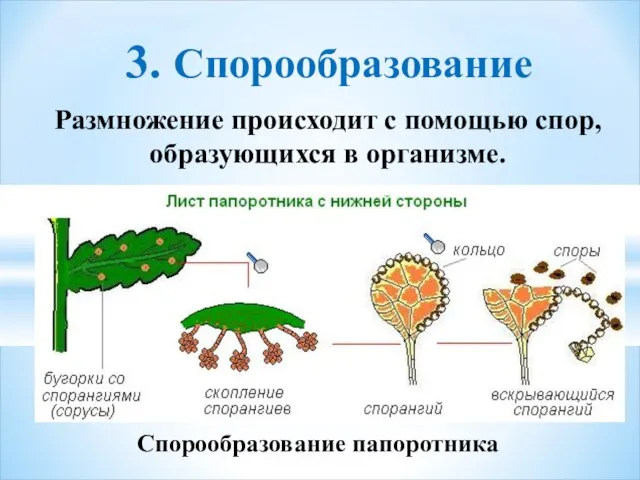 Спорообразование папоротника 3. Спорообразование Размножение происходит с помощью спор, образующихся в организме.