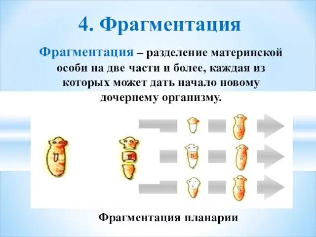 Фрагментация планарии 4. Фрагментация Фрагментация – разделение материнской особи на две