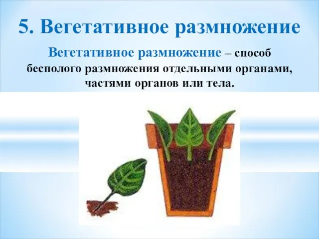 Вегетативное размножение – способ бесполого размножения отдельными органами, частями органов или тела. 5. Вегетативное размножение