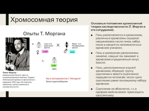 Хромосомная теория Основные положения хромосомной теории наследственности (Т. Морган и его