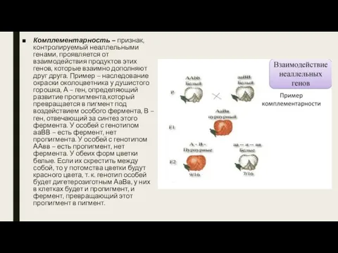 Комплементарность – признак, контролируемый неаллельными генами, проявляется от взаимодействия продуктов этих