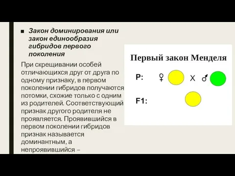 Закон доминирования или закон единообразия гибридов первого поколения При скрещивании особей