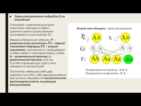 Закон расщепления гибридов 2-го поколения Описывает появление во втором поколении гибридов