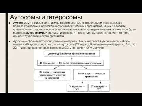 Аутосомы и гетеросомы Аутосомами у живых организмов с хромосомным определением пола