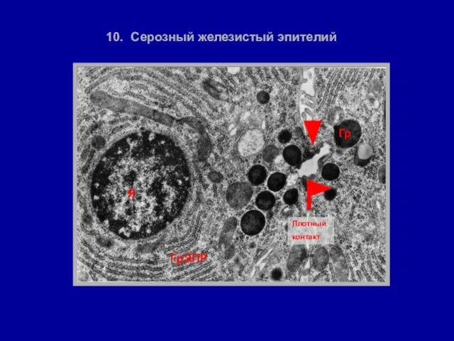 Гр Плотный контакт 10. Серозный железистый эпителий Я ГрЭПР