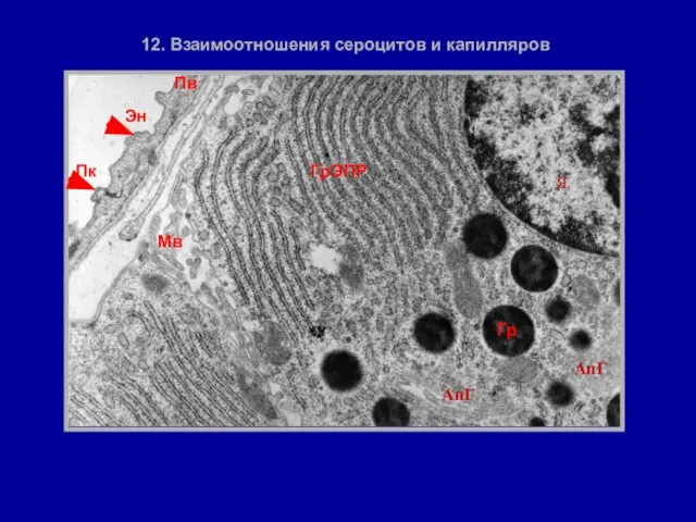 АпГ АпГ 12. Взаимоотношения сероцитов и капилляров Я Эн Пк ГрЭПР Гр Мв Пв