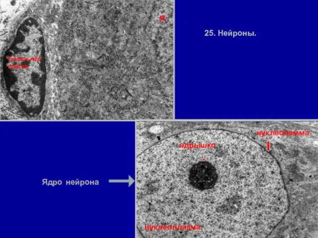 Ядро нейрона Глиальная клетка нуклеоплазма нуклеолемма ядрышко Я 25. Нейроны.