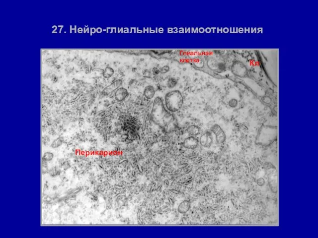 27. Нейро-глиальные взаимоотношения Перикарион Глиальная клетка Кл