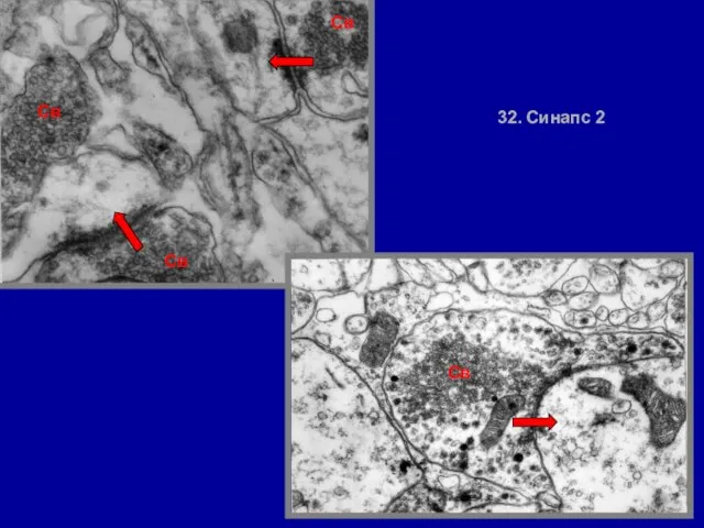 32. Синапс 2 Св Св Св Св
