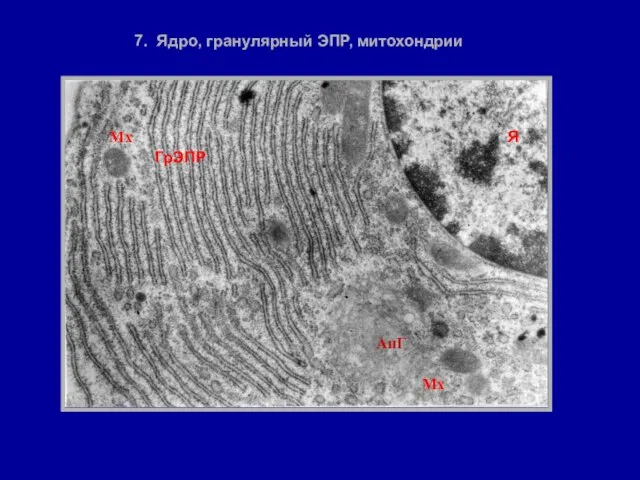 7. Ядро, гранулярный ЭПР, митохондрии АпГ Я ГрЭПР Мх Мх