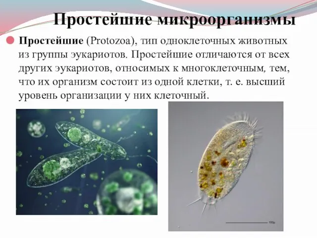 Простейшие микроорганизмы Простейшие (Protozoa), тип одноклеточных животных из группы эукариотов. Простейшие