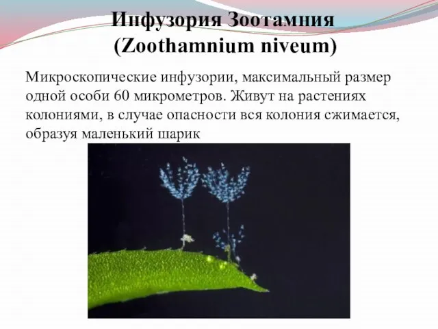 Инфузория Зоотамния (Zoothamnium niveum) Микроскопические инфузории, максимальный размер одной особи 60