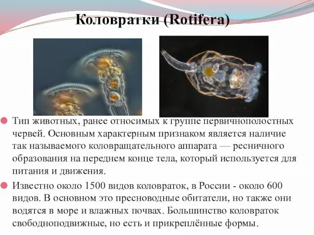 Коловратки (Rotifera) Тип животных, ранее относимых к группе первичнополостных червей. Основным