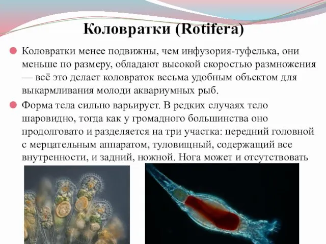 Коловратки (Rotifera) Коловратки менее подвижны, чем инфузория-туфелька, они меньше по размеру,