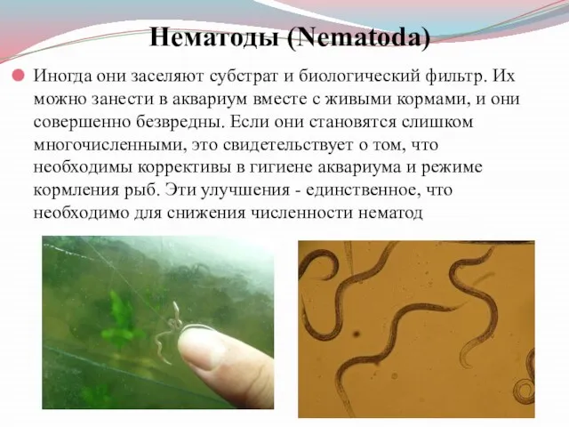 Нематоды (Nematoda) Иногда они заселяют субстрат и биологический фильтр. Их можно