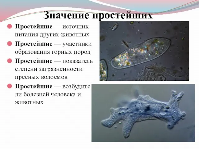 Значение простейших Простейшие — источник питания других животных Простейшие — участники