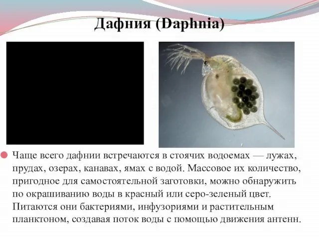 Дафния (Daphnia) Чаще всего дафнии встречаются в стоячих водоемах — лужах,