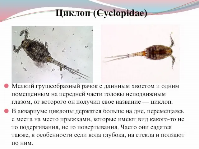 Циклоп (Cyclopidae) Мелкий грушеобразный рачок с длинным хвостом и одним помещенным