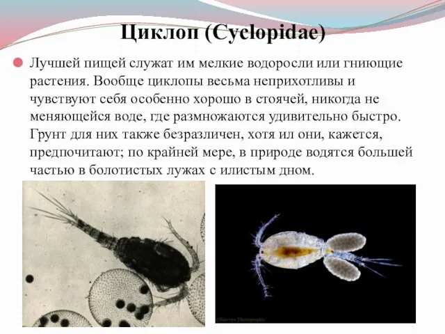 Циклоп (Cyclopidae) Лучшей пищей служат им мелкие водоросли или гниющие растения.